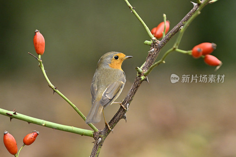 秋天的知更鸟(Erithacus rubecula)